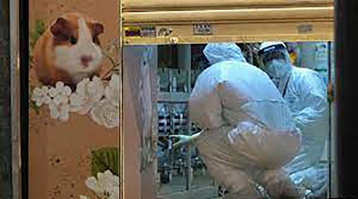 British PM denies lying about lockdown party: HK to cull hamsters after Covid found in pets