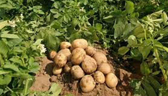 Potato growers advised to save crop from attacks