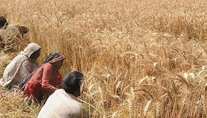 Punjab unlikely to meet enhanced wheat target