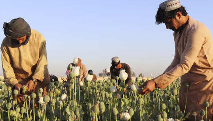 Taliban chief orders ban on poppy cultivation in Afghanistan