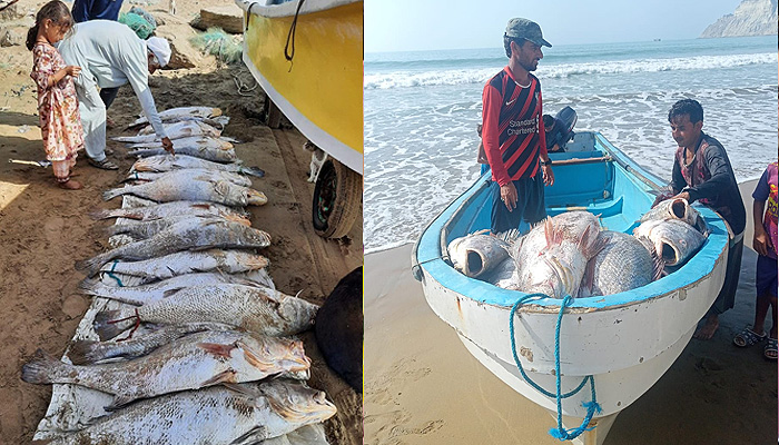 Due to the high prices offered in the Chinese market and the availability of alternates for clarification, dried fish maws now end up only in the Chinese market. Pictures by reporter