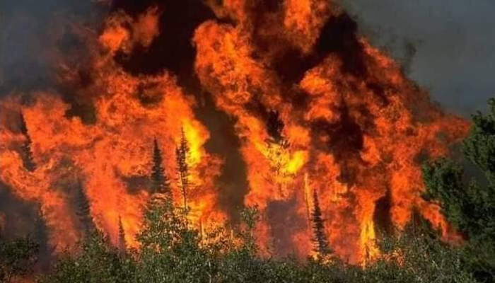 Pine forest fire: Task force constituted, emergency imposed in Zhob