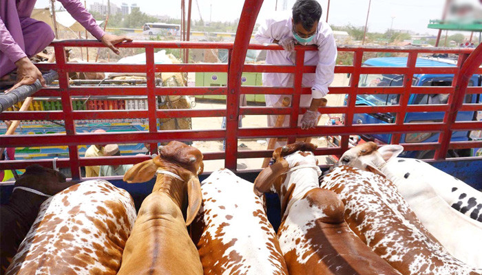 6,000 sacrificial animals reach Sohrab Goth market from Sahiwal - Vimarsana News