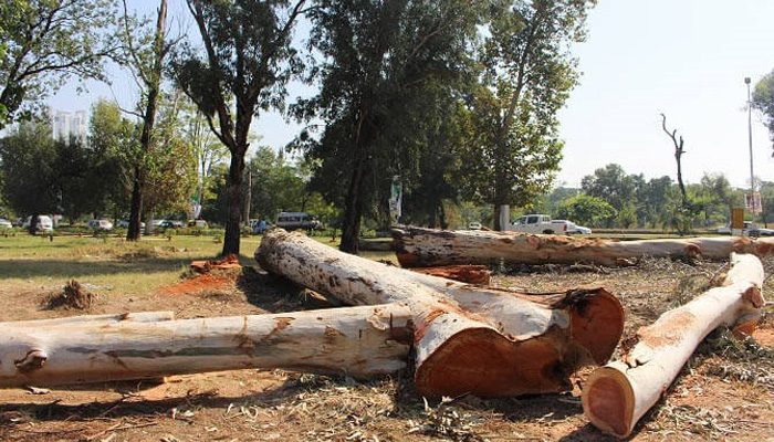 The 1,500 trees recklessly destroyed covered an area of 20 kanals included Tahli, Shireen, Phalahi, Safaida, Rubber Plant, Shehtoot, Reetha, and Mango among others. The News/File