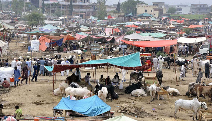 A view of a temproray cattle market in connection with the Eidul Adha at Bhatta Chowk Livestock Market. Photo: APP