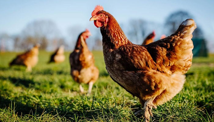Protecting animals - Vimarsana News