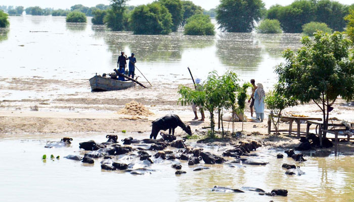 12 more die in Sindh floods - Vimarsana News