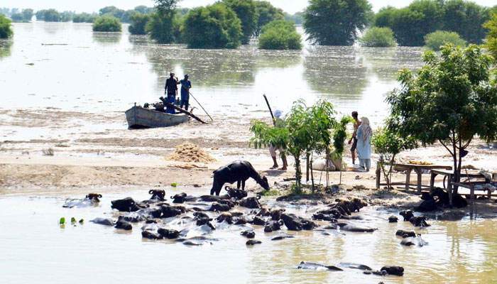 A view of the flood-affected area in Sehwan. INP