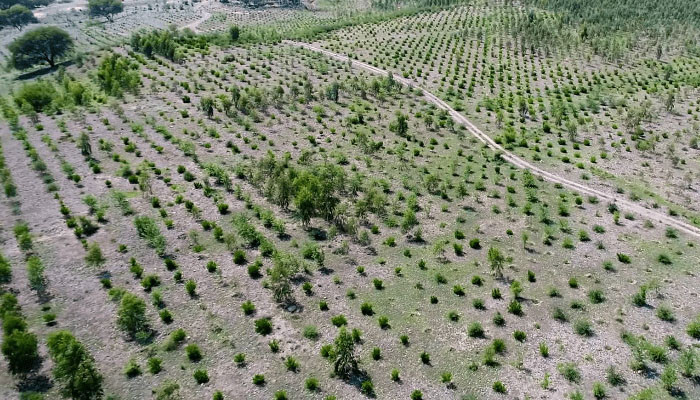 Rs3.49bn irregularities seen in Billion Tree Tsunami Project - Vimarsana News