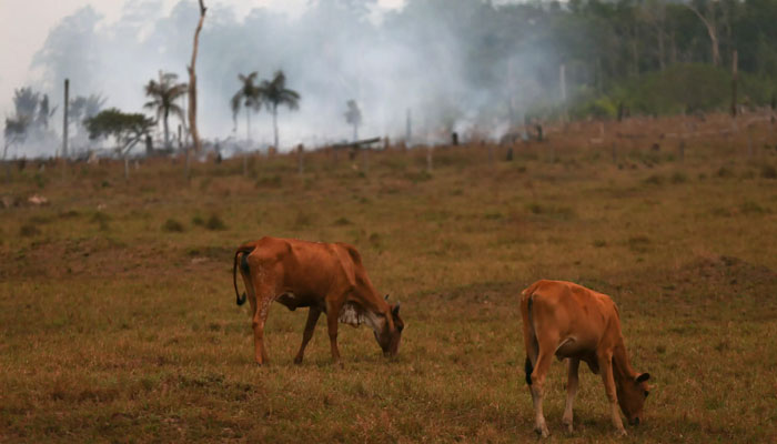 Fires burn alongside the Transamazonica highway in Manicoré, in Amazonas, Brazil on September 22, 2022. AFP/File