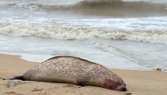 Representational image of a dead seal lying on a beach. — AFP/File