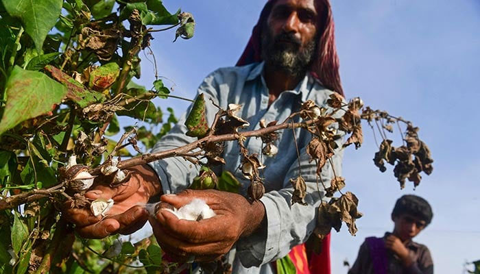 In this picture taken on September 1, 2022 a labourer picks cotton in a field at Sammu Khan Bhanbro village in Sukkur, Sindh province. — AFP/File