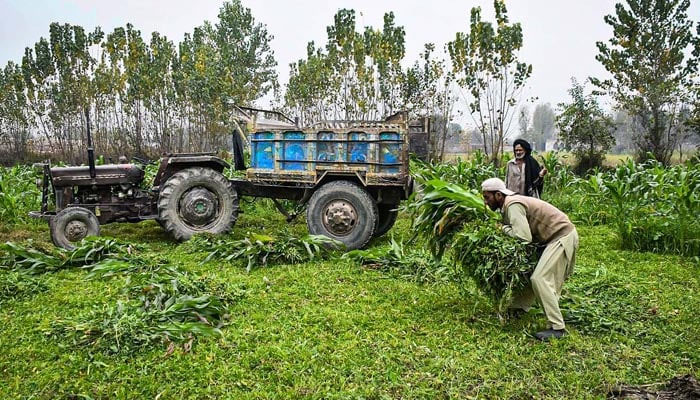 Farmers busy in loading green fodder on a trolley at Phandu area, Peshawar, on January 10, 2023. — APP