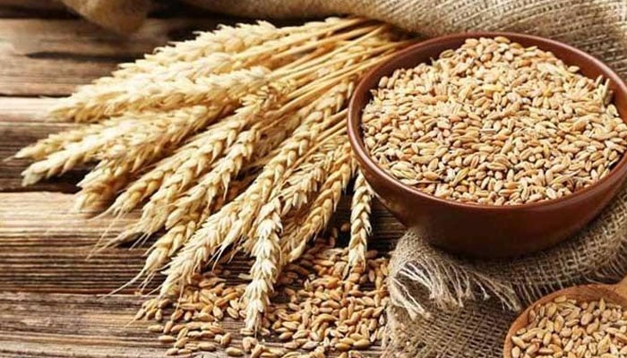 Representational image of wheat by Unsplash.