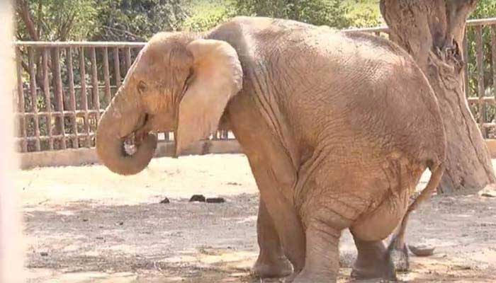 The elephant Noor Jehan can be seen with swollen legs and knees and inflammation in her body at the Karachi Zoo. — Geo News/File