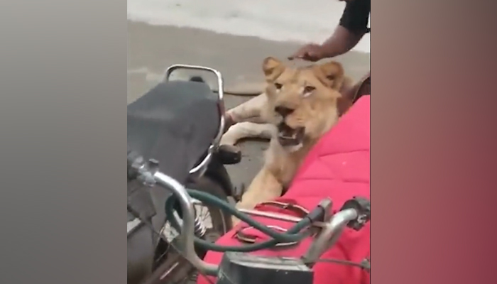 This still taken from a video released on August 29, 2023, shows a strolling lion being handled by a caretaker after it was found roaming around in the streets of Karachis Sharae Faisal. — Twitter/@raftardotcom