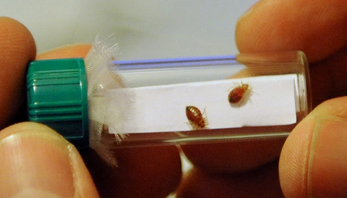 A representational image of bedbugs caught in a tube by a person. — AFP/File