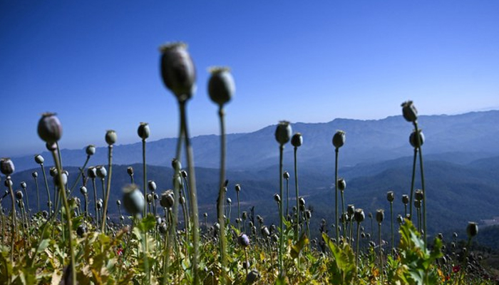 An opium poppy field can be seen in this picture. — AFP/File