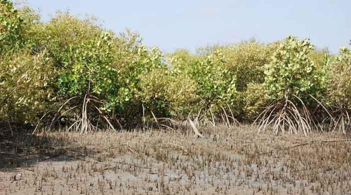 'Karachi has lost over 235 acres of mangrove cover in 12 years' - Vimarsana News