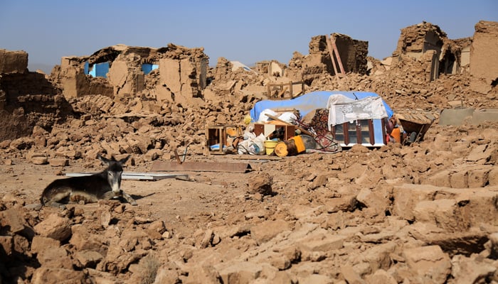 A donkey sits amid the debris of houses that were damaged in a series of earthquakes, in Injil district in Herat. — AFP/File