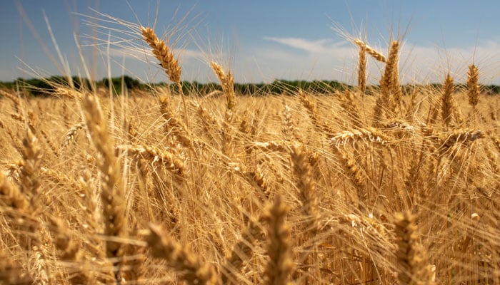Representational image of wheat farm from Unsplash.