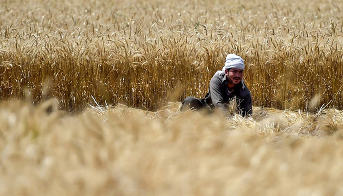 A farmer harvests wheat crops in a field in Peshawar. — AFP/File