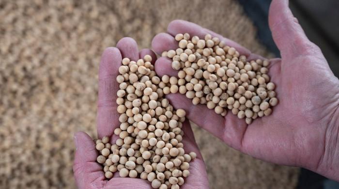 Efforts underway to introduce GMO corn despite ban - Vimarsana News