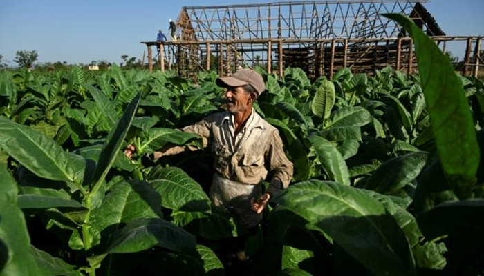 A representational image shows a farmer in a tobacco field in a foreign country. — AFP/File