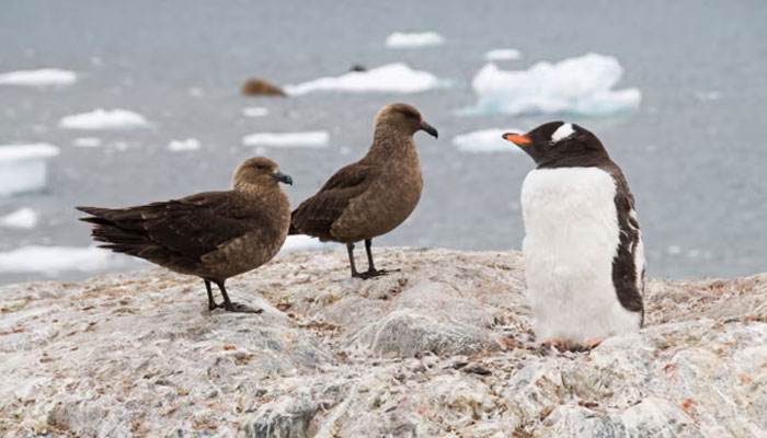 Bird flu detected in Antarctica region for first time