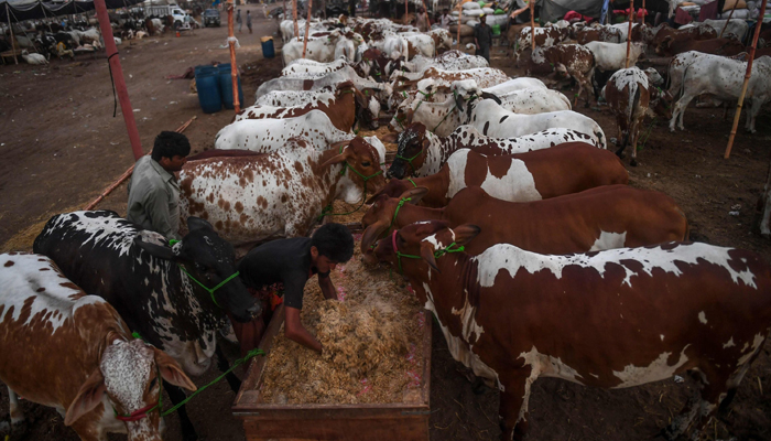 A trader feeds cows at a cattle market set up for the upcoming Muslim Eid al-Adha in Karachi. — AFP/File
