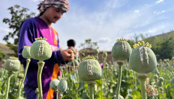 An Afghan farmer harvests opium sap from a poppy field in Fayzabad district of Badakhshan province. — AFP/File