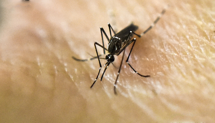 This photograph shows dengue sitting on human skin. — AFP/File