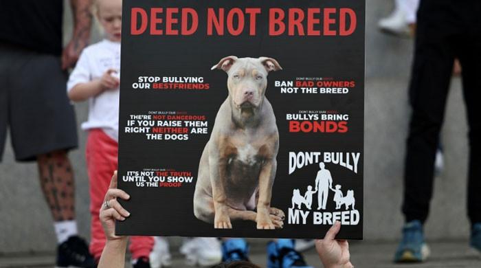 UK govt bans American XL bully dogs after fatal attacks - Vimarsana News