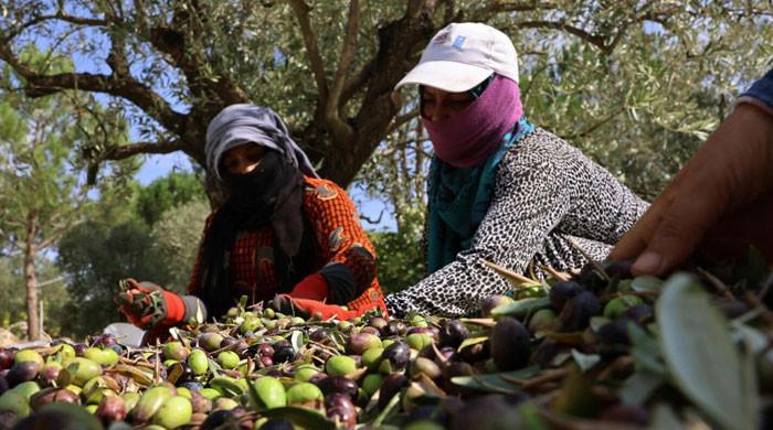 South Lebanon farmers brave Israeli fire to harvest olives - Vimarsana News