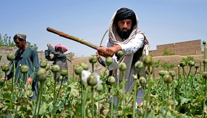 This photograph taken on April 11, 2023, shows Taliban security personnel destroying a poppy plantation in Sher Surkh village of Kandahar province. — AFP