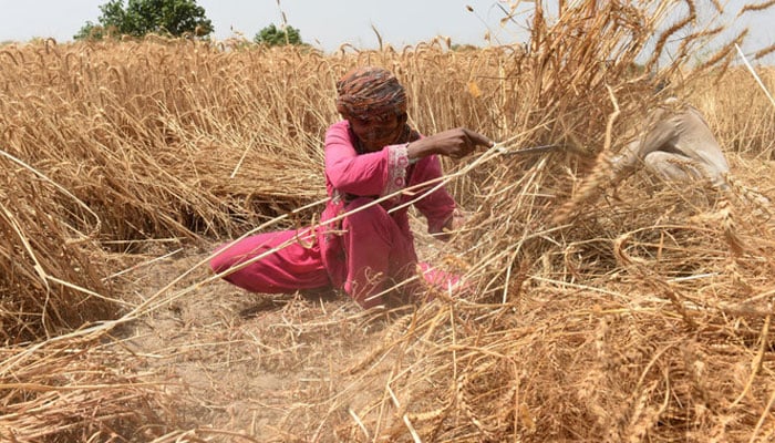 In this undated file photo, a Pakistani farmer harvests wheat in a field on the outskirts of Lahore. — AFP/File