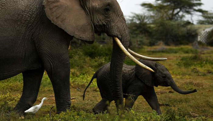 A mother elephant and her calf head for a nearby marsh at Kenyas Amboseli National Park on August 12. . —AFP File