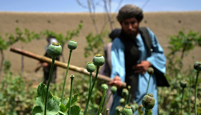 This photo shows a Taliban security personnel destroying a poppy plantation in Sher Surkh village of Kandahar province. — AFP/File