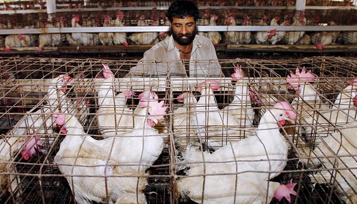 A poultry worker checks chicken at a poultry farm on the outskirts of Karachi. — AFP/File