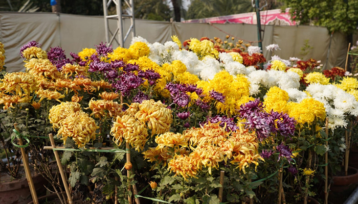 This image shows an array of colourful flowers on display during the annual chrysanthemum show in Lahore on December 3, 2023. — Facebook/Parks and Horticulture Authority, Lahore