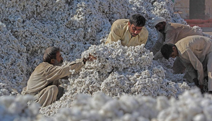 Pakistani workers process freshly picked cotton at a factory at Khanewal in Punjab. — AFP/File