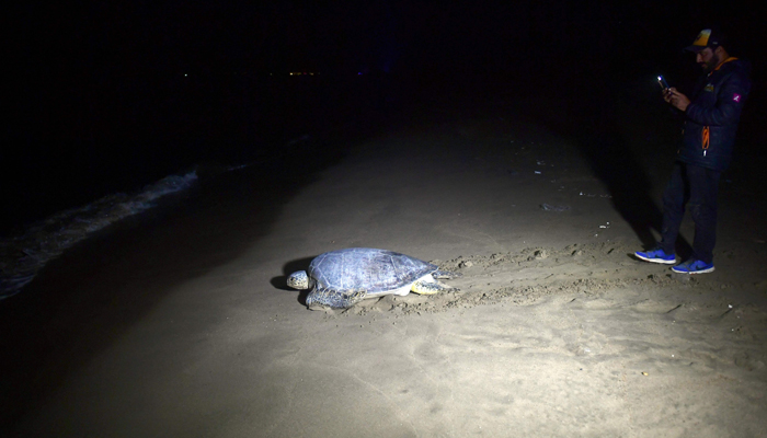 In this picture taken on November 28, 2023, Sindh provinces Wildlife Department volunteer records a video as a green turtle crawls towards the Arabian Sea after she lays eggs on Sandspit beach in Karachi. — AFP