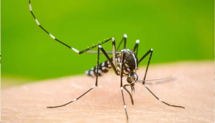 Dengue sits on a human skin. — APP/File