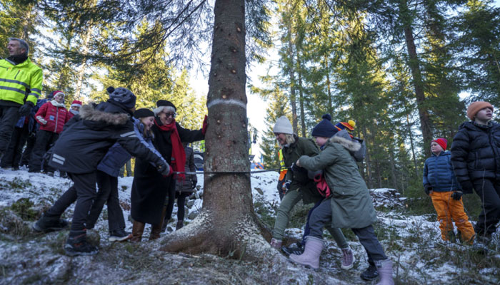 Oslo mayor Anne Lindboe, Lord Mayor of Westminster, Councilor Patricia McAllister, and the British ambassador to Norway, Jan Thompson fell off this years Christmas tree for London in Soerkedalen, Norway, on November 24, 2023. — AFP