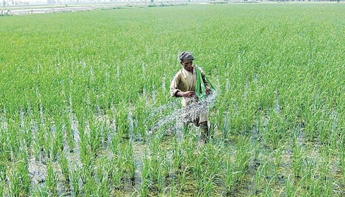 A farmer sprinkles fertiliser in a field. —APP/File