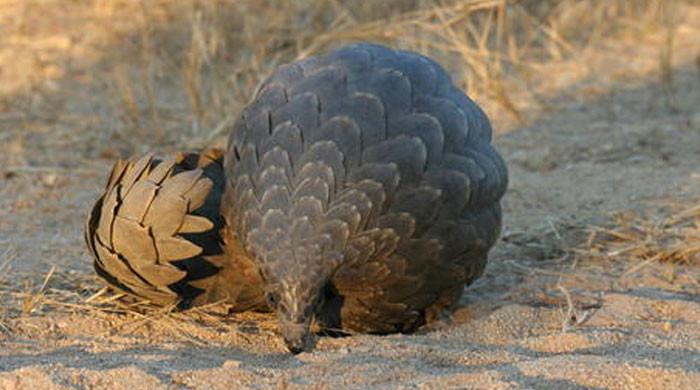 Bid to traffick pangolin scales foiled - Vimarsana News