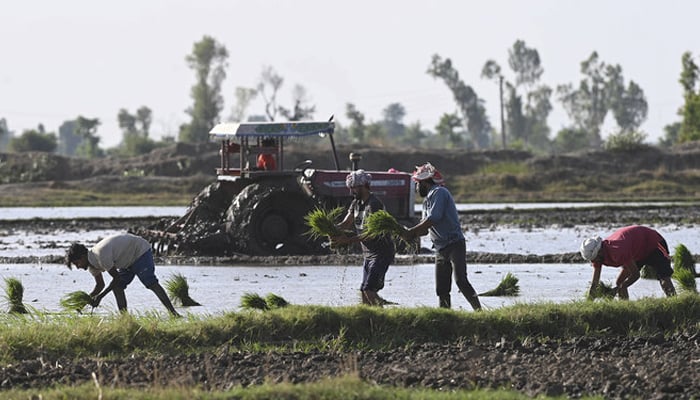 Farmers plant rice seedlings at paddy fields on the outskirts of Lahore on June 7, 2023. — AFP