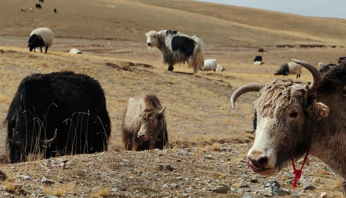 Yaks and sheep graze on grasslands in the Tibetan autonomous prefecture of Hainan. — AFP File