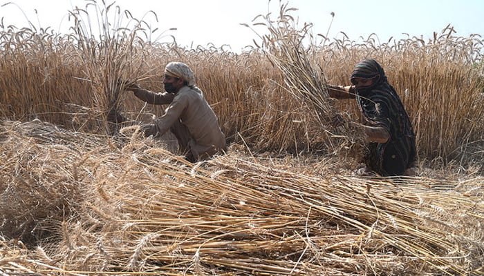 Farmers can be seen harvesting a crop. — AFP/File