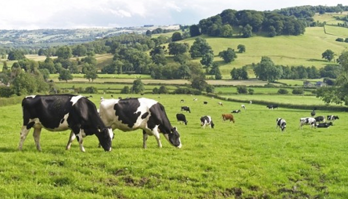 A representational image showing cows in a field. - APP/Fie
